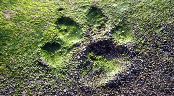 Evolution And Its Blunders