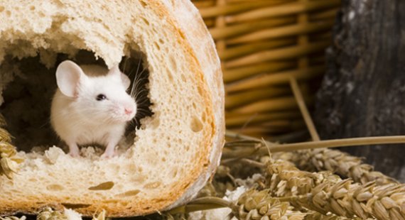 Mouse in the house